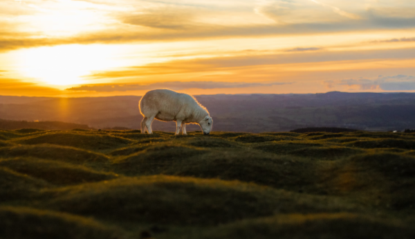 反敗為勝，敢於打逆風局的星座，富有忍耐力，有才華、有謀略