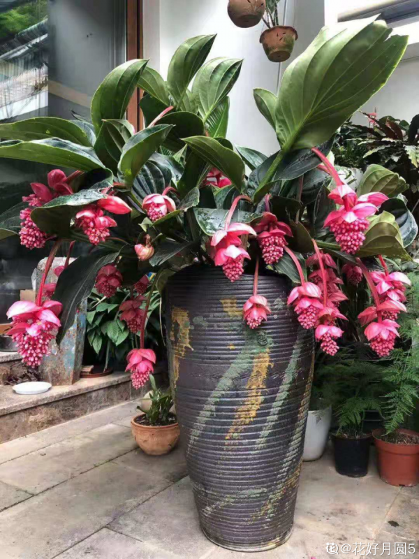 66萬一盆花，是有價無市，還是貨真價實？