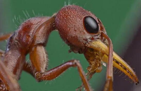 最大螞蟻——公牛蟻