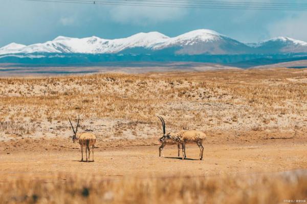 為什麼可可西里不能隨意進出？帶你深入瞭解一下“人類禁區”