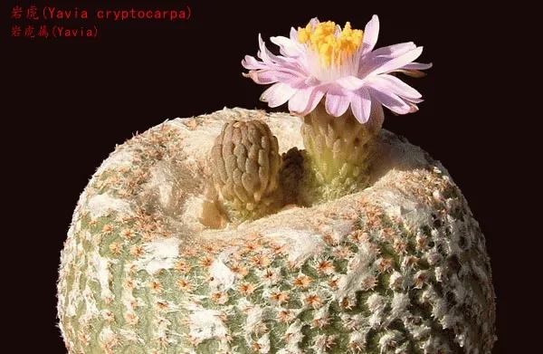 仙人球類科普之巖虎屬 仙人球類科普之巖虎屬