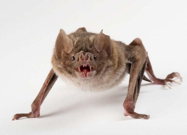 亞馬遜雨林有多可怕？置身其中每秒都存在死亡的風險