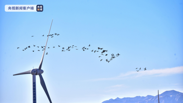 冬日美景!北京延慶野鴨湖候鳥成群、自在棲息 冬日美景!北京延慶野鴨湖候鳥成群、自在棲息