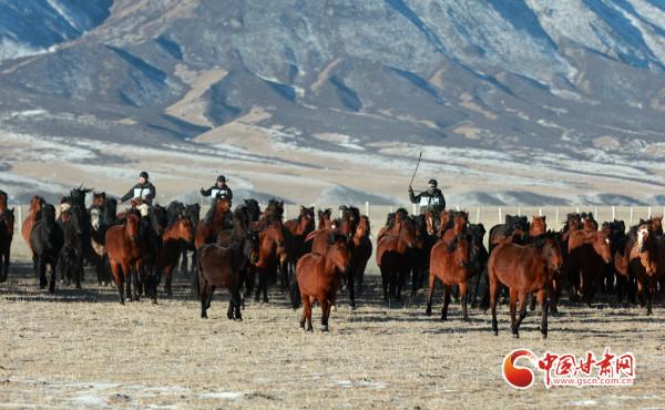 甘肅山丹馬場：祁連山下萬馬奔騰