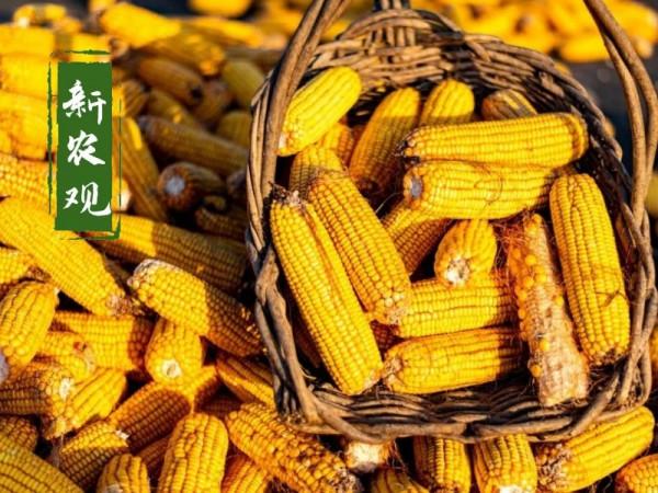 玉米價格波動的背後，已發生“2個變化”！有啥影響？趕緊看看