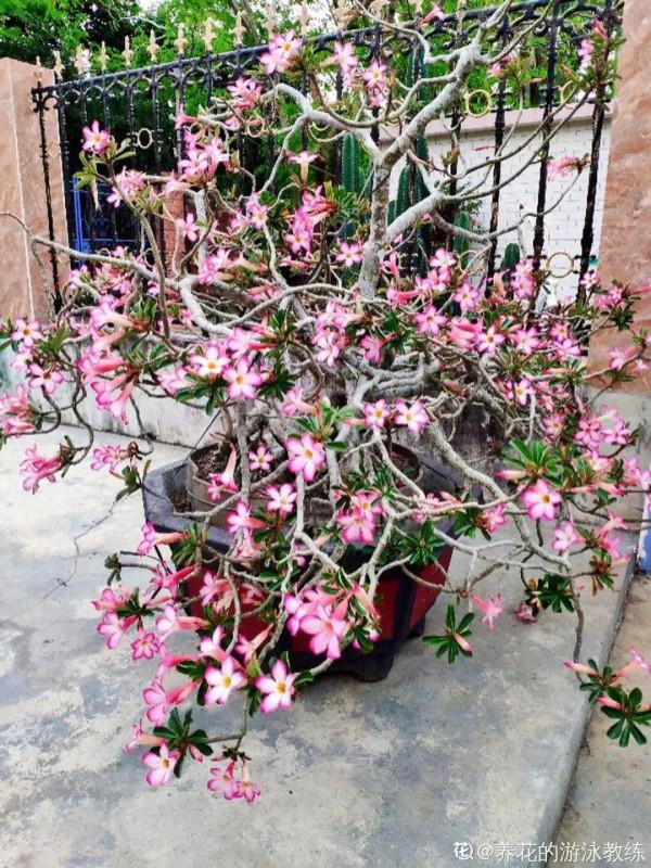 注意!花盆要是太深,養花要注意,很容易爛根 注意!花盆要是太深,養花要注意,很容易爛根