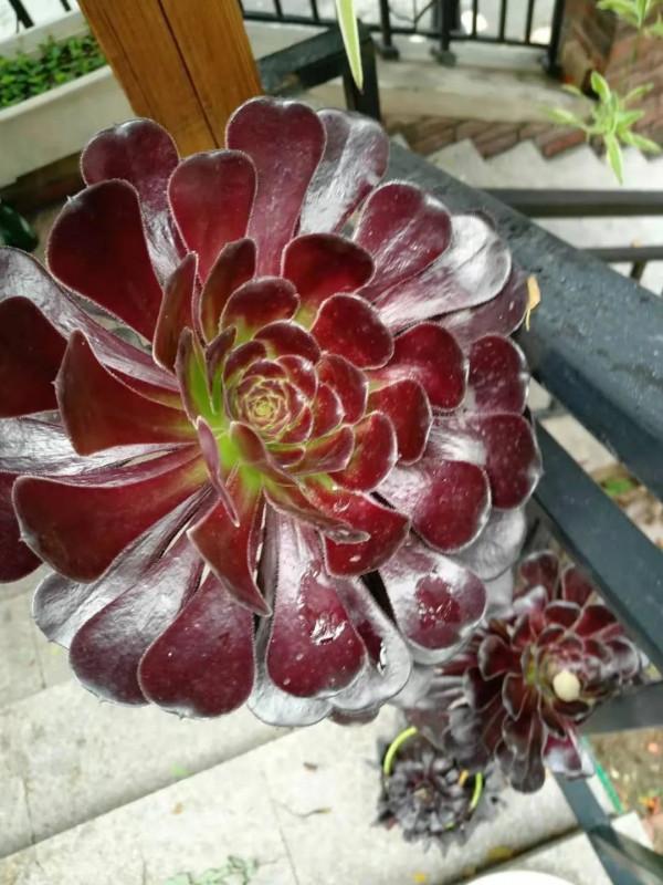 寒露已過,養多肉這些“大動作”可以開搞了,錯過就要等到明年春 寒露已過,養多肉這些“大動作”可以開搞了,錯過就要等到明年春