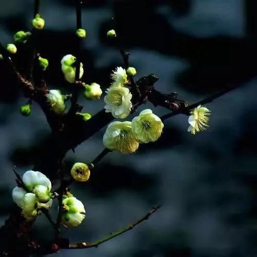 哲思｜望梅傲雪，靜待花開