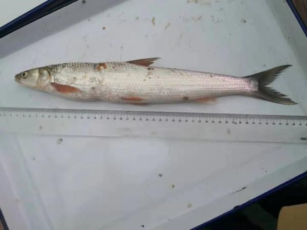 禁漁十年好！長江銷聲匿跡多年的“䲘”頻頻出水，白暨豚有救了？