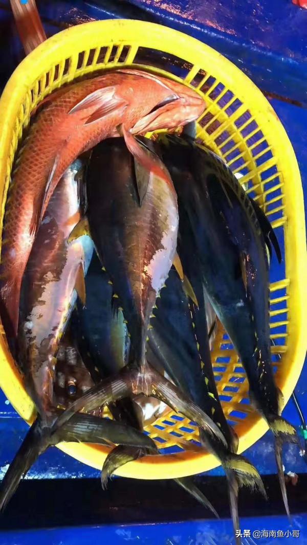 金槍魚你吃過嗎？海南魚小哥給您介紹