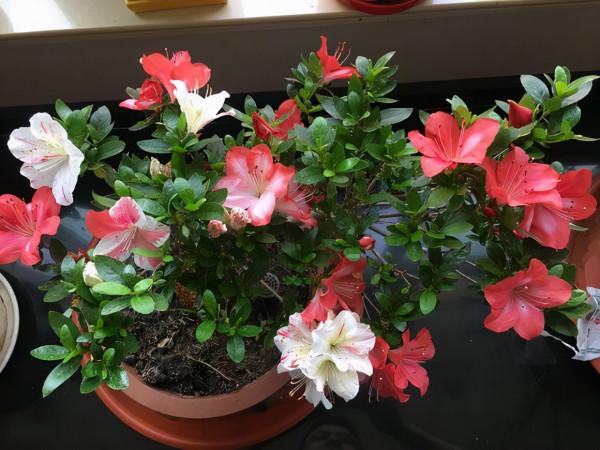 這4種“藥丸”是養花“神器”，生根快，不板結，花骨朵掛滿枝頭