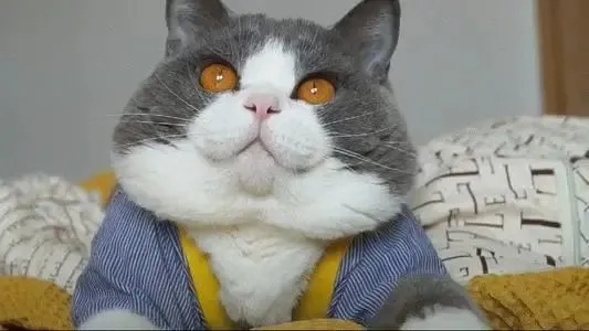 事實證明，明星美貌的天敵不是發福，而是“發腮”啊