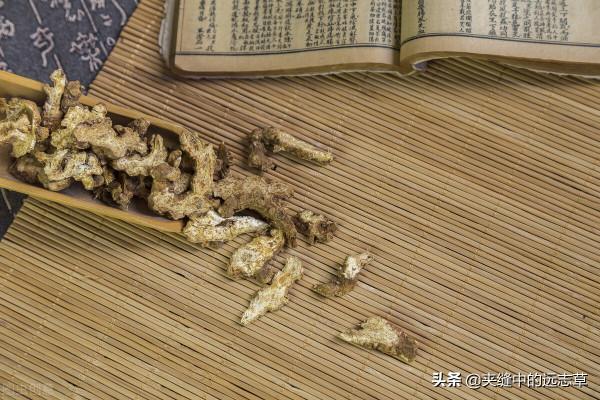 痛風，關節紅、腫、熱、痛？兩味中藥，清熱燥溼，一味升，一味降