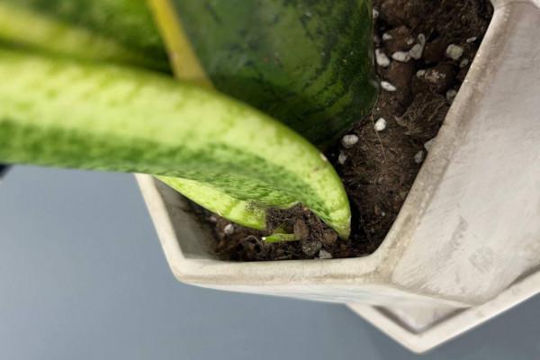 在室內很好養的3樣綠植,葉片繁茂大氣,養護省心賞心悅目 在室內很好養的3樣綠植,葉片繁茂大氣,養護省心賞心悅目