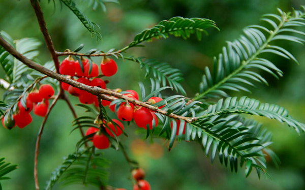 7種&OpenCurlyDoubleQuote;吉祥果&rdquo;家裡放一盆，鮮紅欲滴真可愛，喜氣洋洋顯&OpenCurlyDoubleQuote;富貴&rdquo;