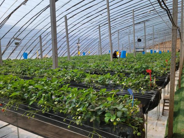 信都區李村鎮樂豐草莓採摘園叫人愛