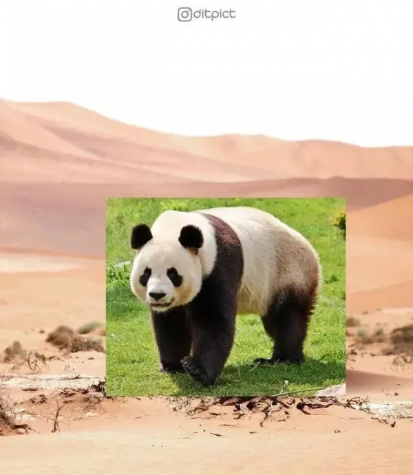 救命!國寶熊貓困在PS裡面了 救命!國寶熊貓困在PS裡面了