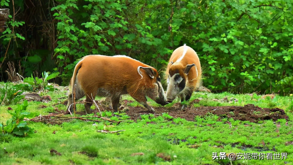 下半年起，國家將嚴打3種農村“小生意”，一旦被查到將直接處罰