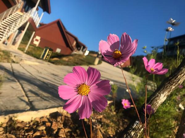無量山櫻花谷：世外桃源，人間仙境