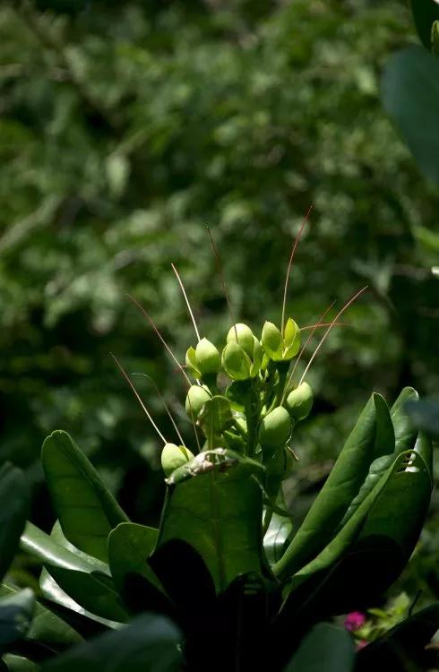 分享圖片——炫美的濱玉蕊花