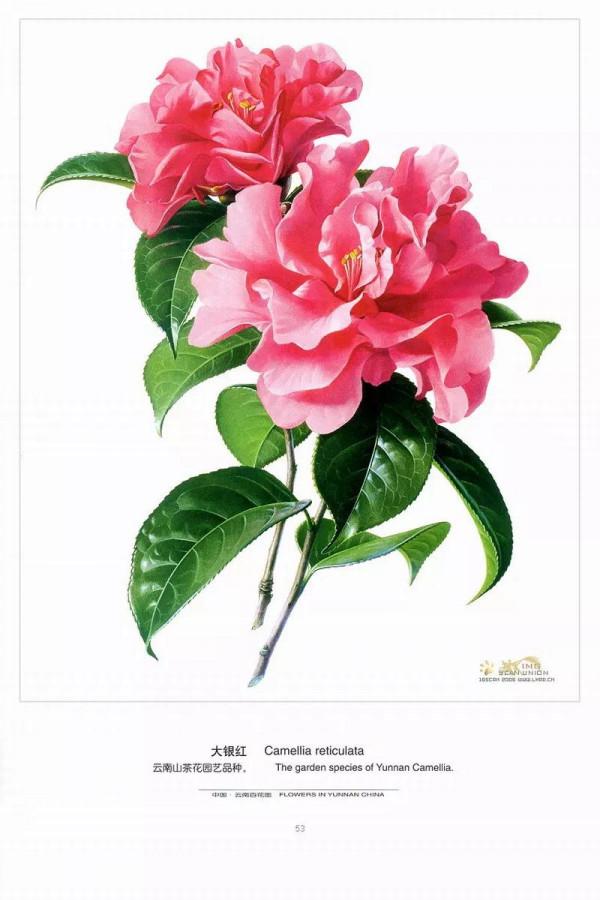 中國動植物畫第一人，曾孝濂極品工筆畫