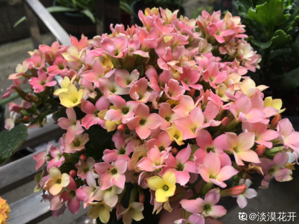 三伏天養花，澆水太難了，學好竅門是關鍵