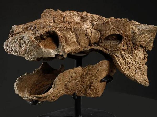 “脛骨毀滅者”,殘暴的名字,有趣的龍 “脛骨毀滅者”,殘暴的名字,有趣的龍