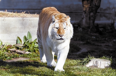 靈虎送福 四海同春