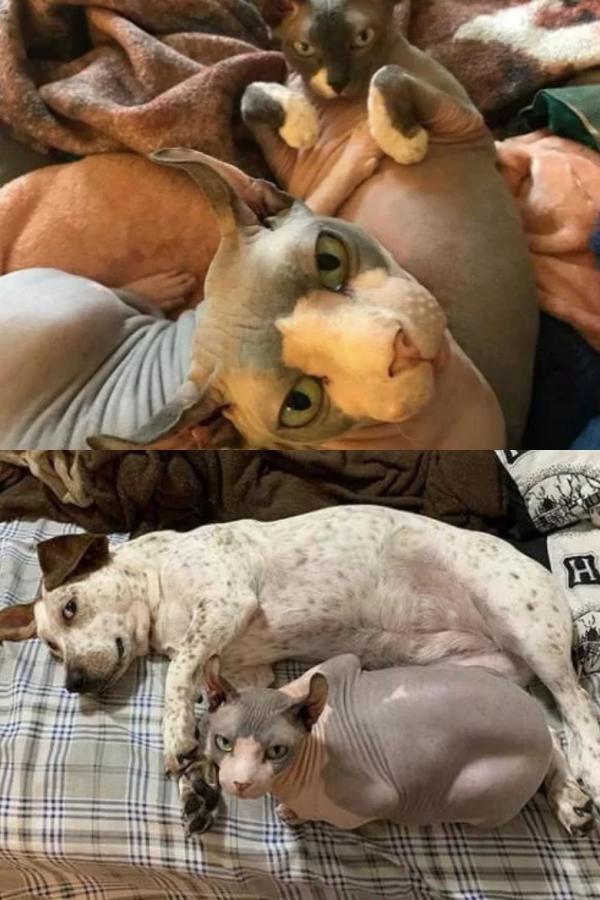 別的貓胖起來算可愛,無毛貓胖起來的畫風...噗哈哈哈哈 別的貓胖起來算可愛,無毛貓胖起來的畫風...噗哈哈哈哈