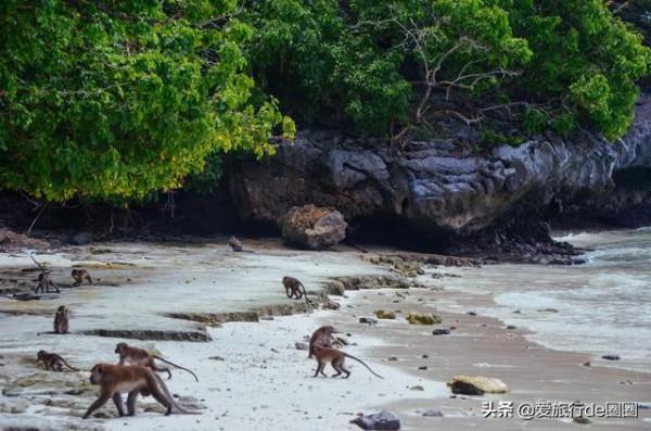 泰國猴子島,沒有遊客,他們簡直活成了神仙 泰國猴子島,沒有遊客,他們簡直活成了神仙