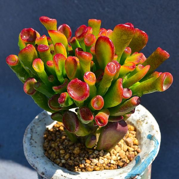 17大&OpenCurlyDoubleQuote;吉祥花&rdquo;，寓意深遠，有的高階大氣，有的呆萌可愛