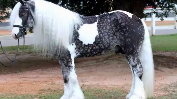 全球最貴的九種馬，價值四億的馬你見過嗎？汗血寶馬無緣榜首