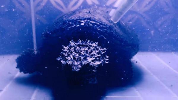 淺談北美鱷龜和佛鱷的特點(個人一些觀點看法歡迎討論交流學習) 淺談北美鱷龜和佛鱷的特點(個人一些觀點看法歡迎討論交流學習)