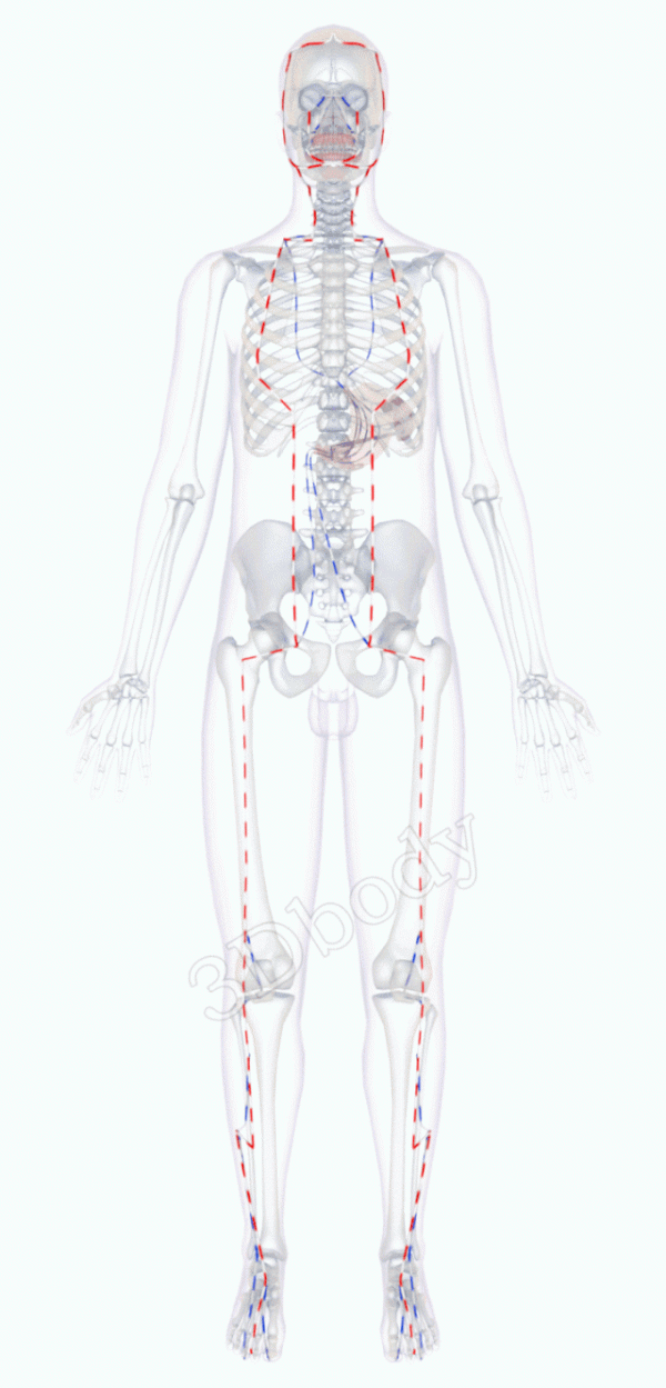 中醫精美3D經絡圖，足陽明胃經，大河養生古法八段錦必備