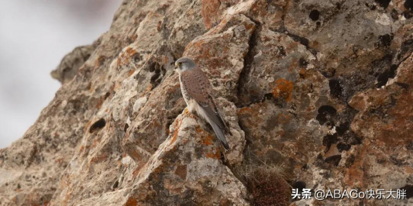 西藏雪豹的詩意凝視,一部非凡的野生動物紀錄片 西藏雪豹的詩意凝視,一部非凡的野生動物紀錄片