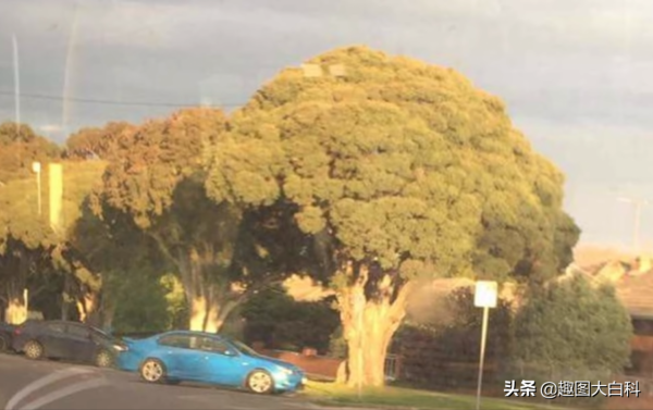 30個巧合圖片,奧特曼快來這裡有怪獸,鴨子居然和哈士奇結合了 30個巧合圖片,奧特曼快來這裡有怪獸,鴨子居然和哈士奇結合了