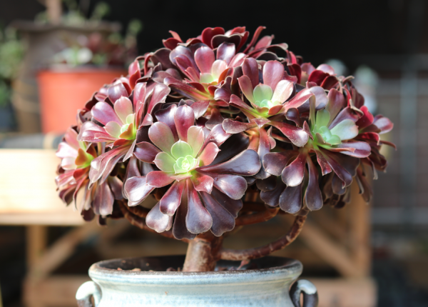 立春以後，正是法師&OpenCurlyDoubleQuote;上狀態&rdquo;最佳時間，記住3點，顏色快速變美