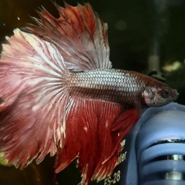 外國妹子救回一條顏色慘白的瀕死鬥魚，兩週後，奇蹟發生