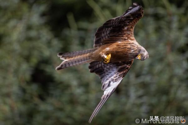 佳能微單800和600長焦鏡頭怎麼樣?不算權威的評測瞭解下 佳能微單800和600長焦鏡頭怎麼樣?不算權威的評測瞭解下