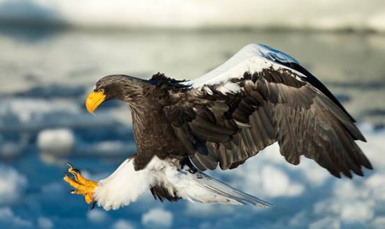 極其罕見！俄羅斯巨鷹離家出走，獨自飛行8000公里去往美國