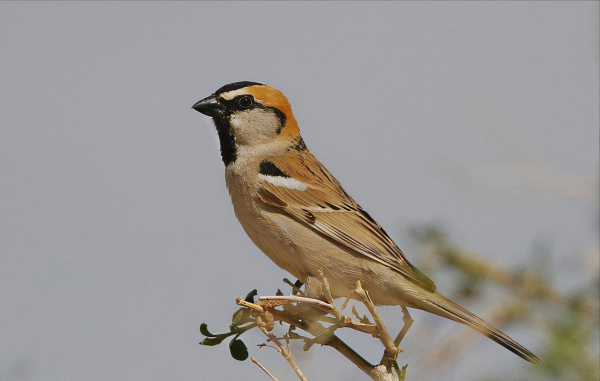 東江攬勝：天天相見不相識，國內五種常見麻雀你能分清嗎？