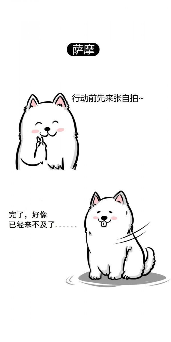 為什麼這些狗狗不能當搜救犬？