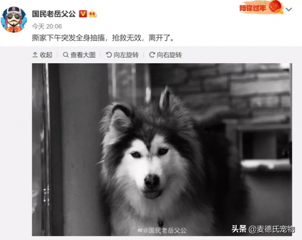 全網最可愛的撕家小公主走了...無數網友悼念:謝謝你治癒過我 全網最可愛的撕家小公主走了...無數網友悼念:謝謝你治癒過我