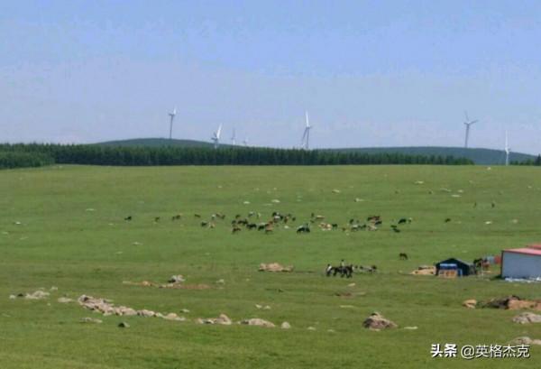 河北“空中草原”景觀,綠草如茵、野花遍地,海拔高達2158米 河北“空中草原”景觀,綠草如茵、野花遍地,海拔高達2158米