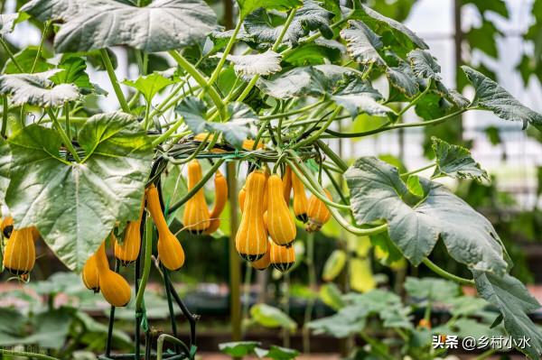 棚室栽培蔬菜產量低？老師傅教我一個施肥方法，效果真就挺好