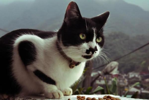 我有一隻貓咪叫小花 我有一隻貓咪叫小花