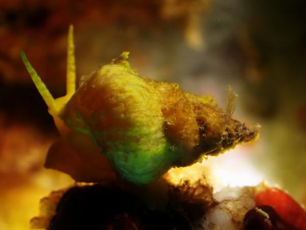 每日一照254：草黃海螄螺