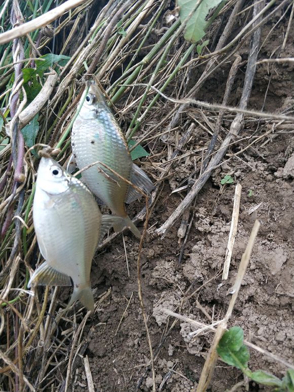 被誤解很深的魚:我真不是鰟鮍,比白條好吃也更好釣 被誤解很深的魚:我真不是鰟鮍,比白條好吃也更好釣