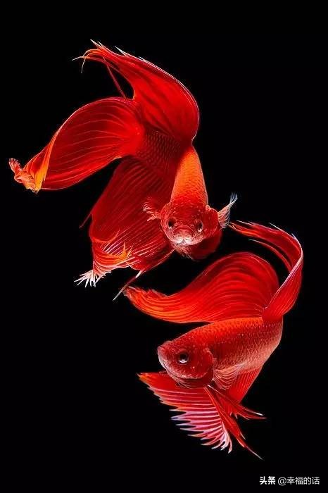 全世界最，最美的魚、最罕見的鳥，集齊了！大開眼界