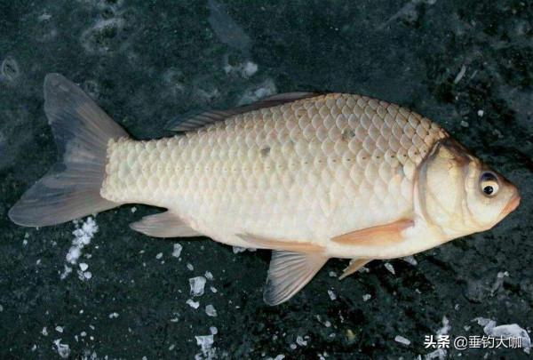 冬季魚藏在哪?三個絕佳窩魚標點,找準了輕鬆爆護 冬季魚藏在哪?三個絕佳窩魚標點,找準了輕鬆爆護